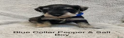 Miniature Schnauzer dogs for sale: Beautiful KC Reg Miniature Schnauzers - Advert 15