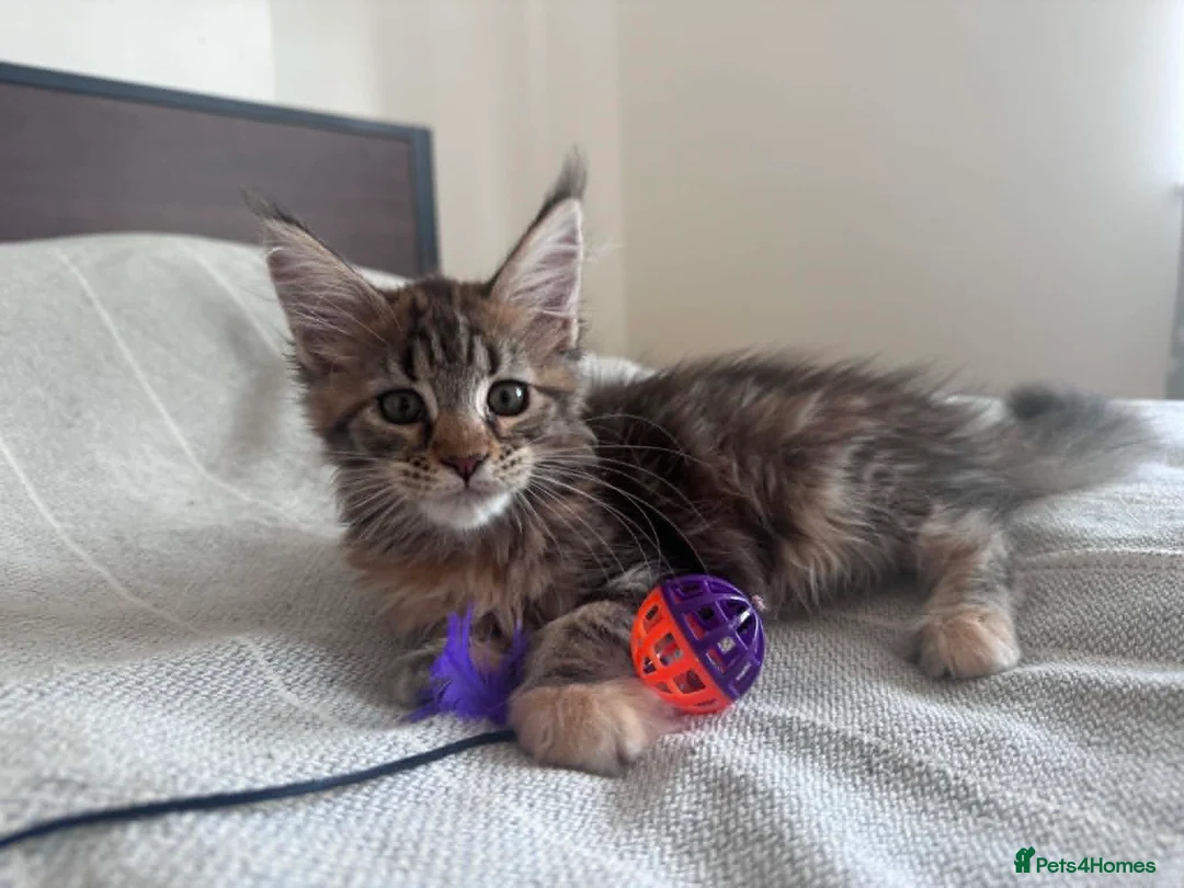 Maine Coon cats for sale: Purebred Maine Coon Kittens, TICA registered - Advert 16