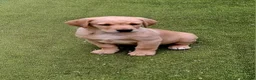 Goldador dogs for sale: Goldador puppies - Advert 29