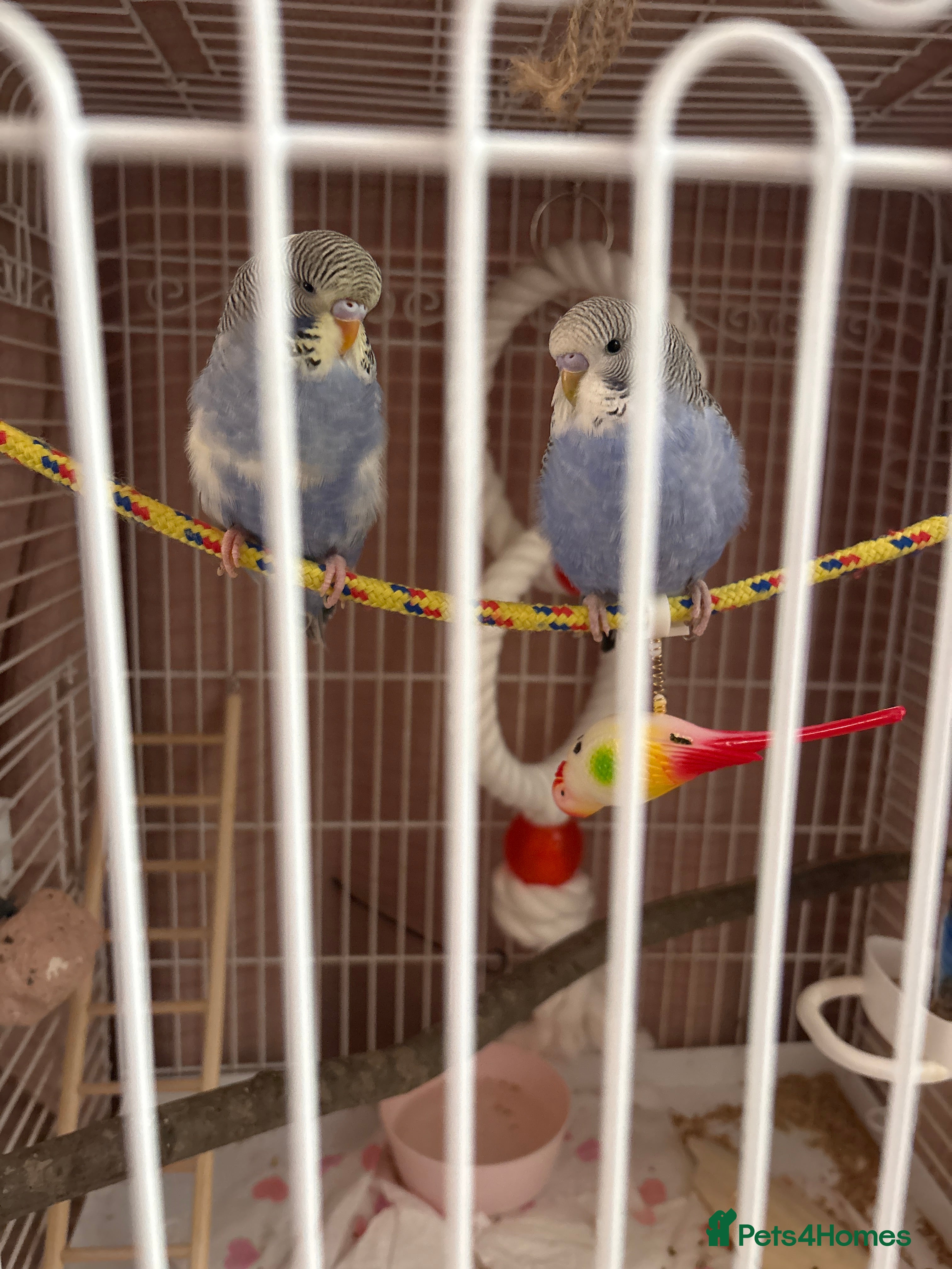 Budgerigars birds 2 Budgies, cage and all accesories in Porth - Advert 10