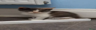 Mixed Breed 4