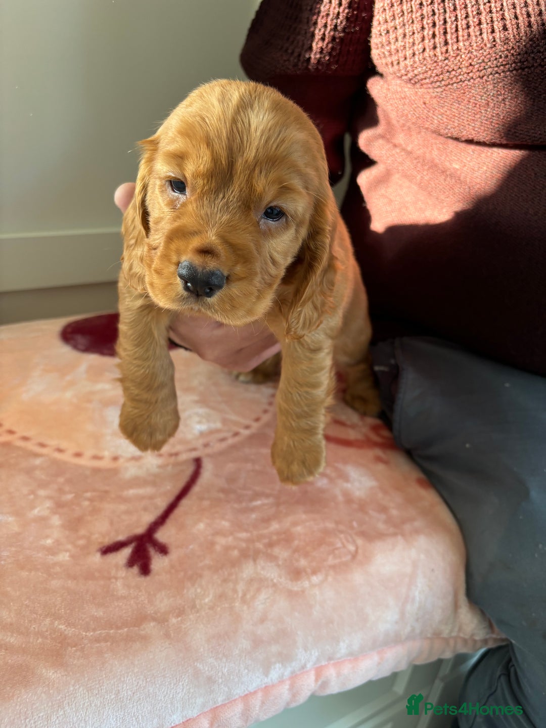 Cocker Spaniel dogs for sale: Litter of KC registered Working cocker spaniels - Advert 7