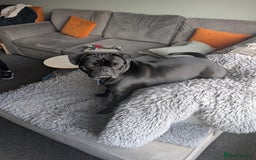 Frug dogs for sale: Frug - 2 years old - Image 2