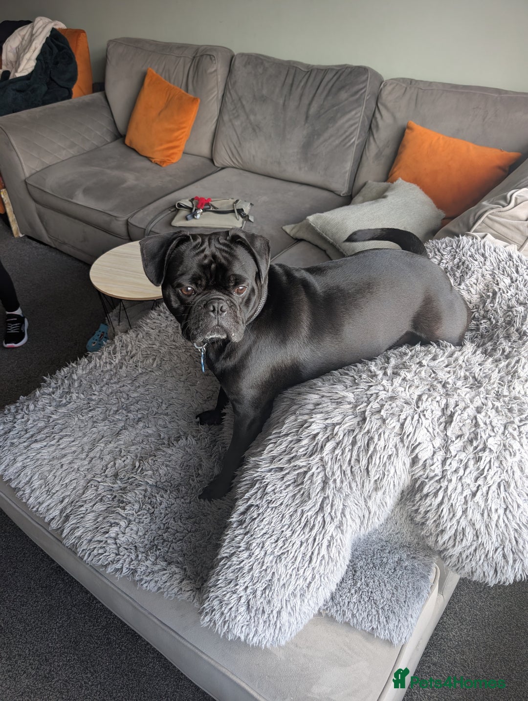 Frug dogs for sale: Frug - 2 years old - Image 2