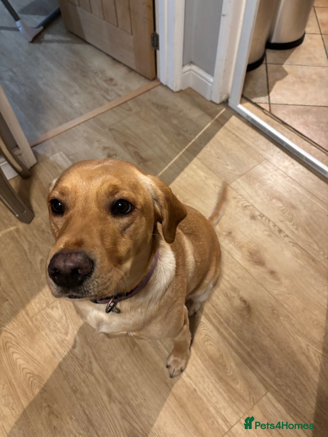 Labrador Retriever dogs for sale: KENNEL CLUB REGISTERED LABRADOR PUPPIES  - Advert 4