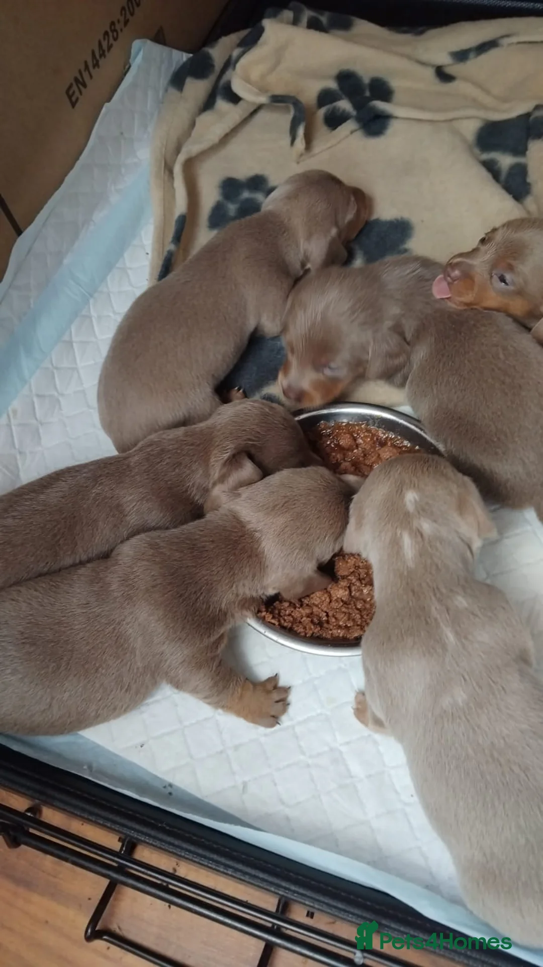 Dachshund dogs for sale: 6 little dachunds for sale  - Advert 2
