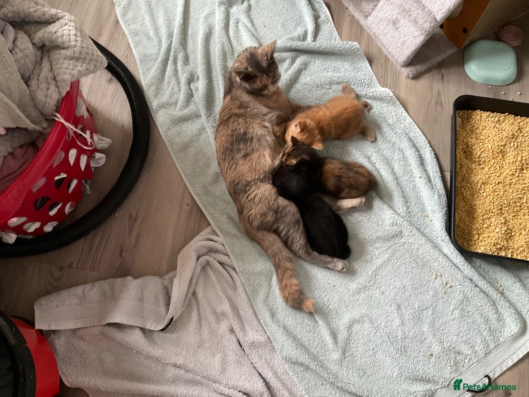 Mixed Breed cats for sale: Calico kitten  - Advert 1