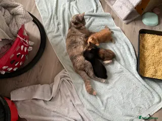 Mixed Breed cats Calico kitten - Advert 16