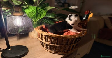 Border Collie dogs - Advert 6