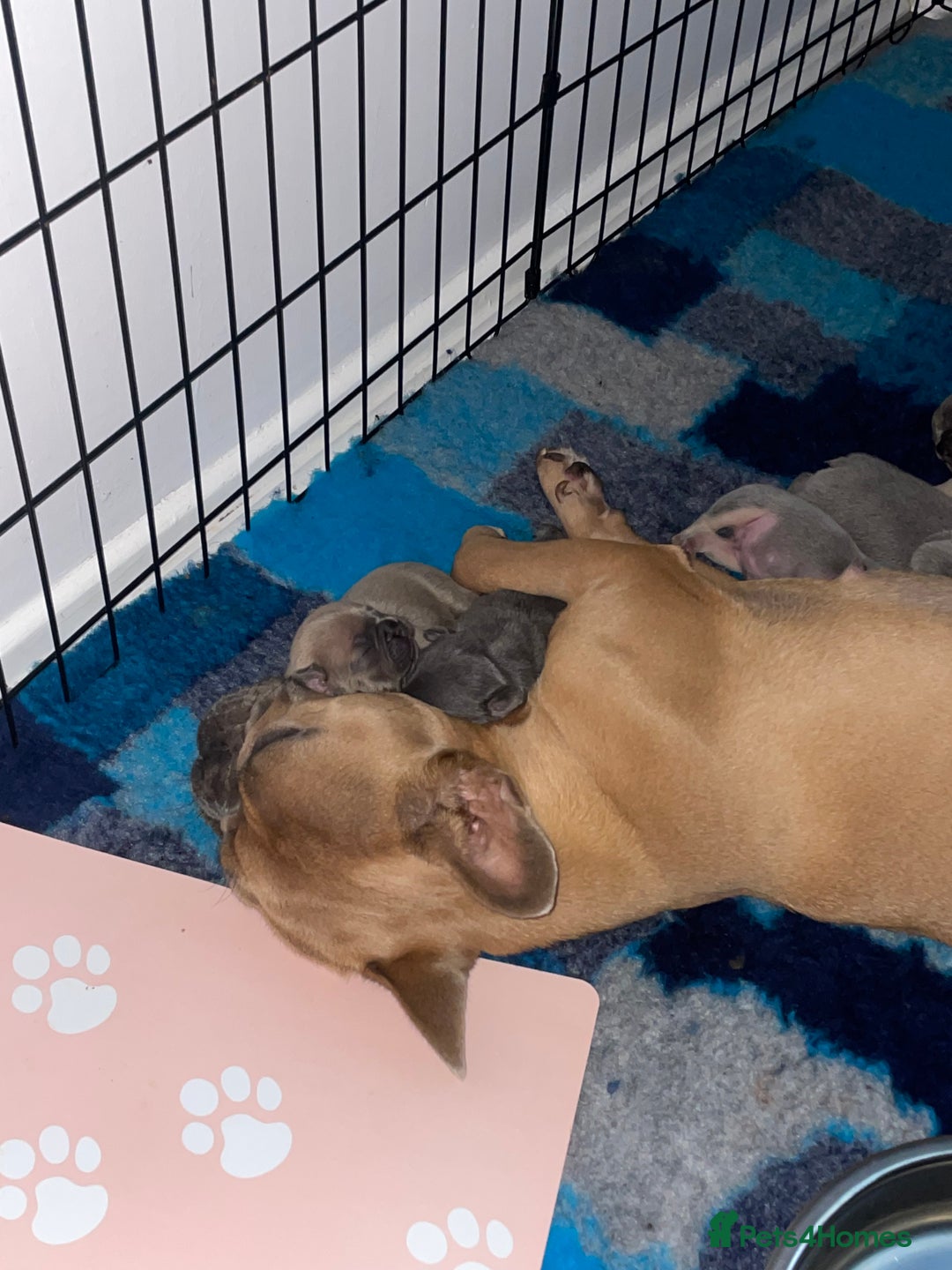 French Bulldog dogs for sale: 9 Day old French Bulldog Puppies - Image 27
