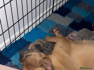 French Bulldog dogs - Advert 1