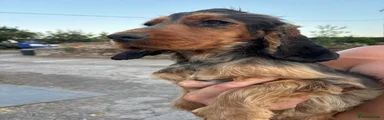 Cocker Spaniel 1