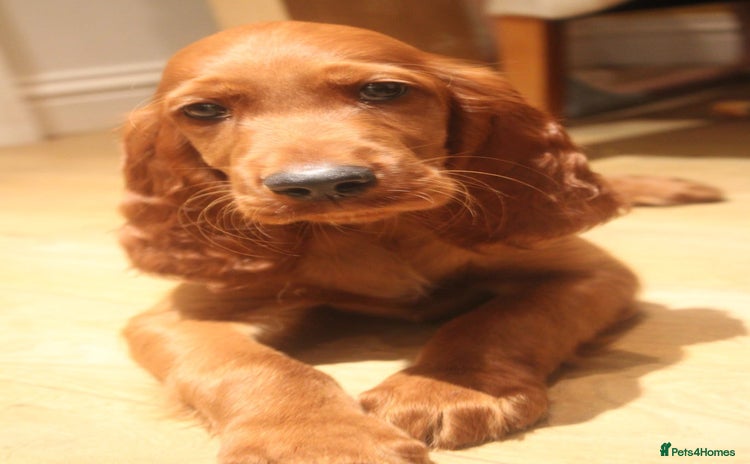 Irish Setter dogs - Advert 1