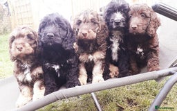 Cockapoo dogs for sale: Toy show Cockapoo pups waiting list now open ! - Image 4