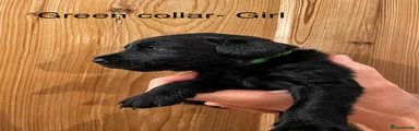 Labradoodle 6