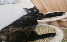 Arabian Mau cats for adoption: Majarrah - Image 3