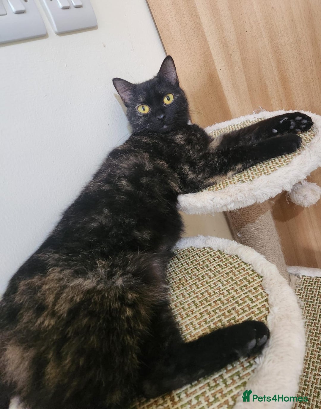 Arabian Mau cats for adoption: Majarrah - Image 3