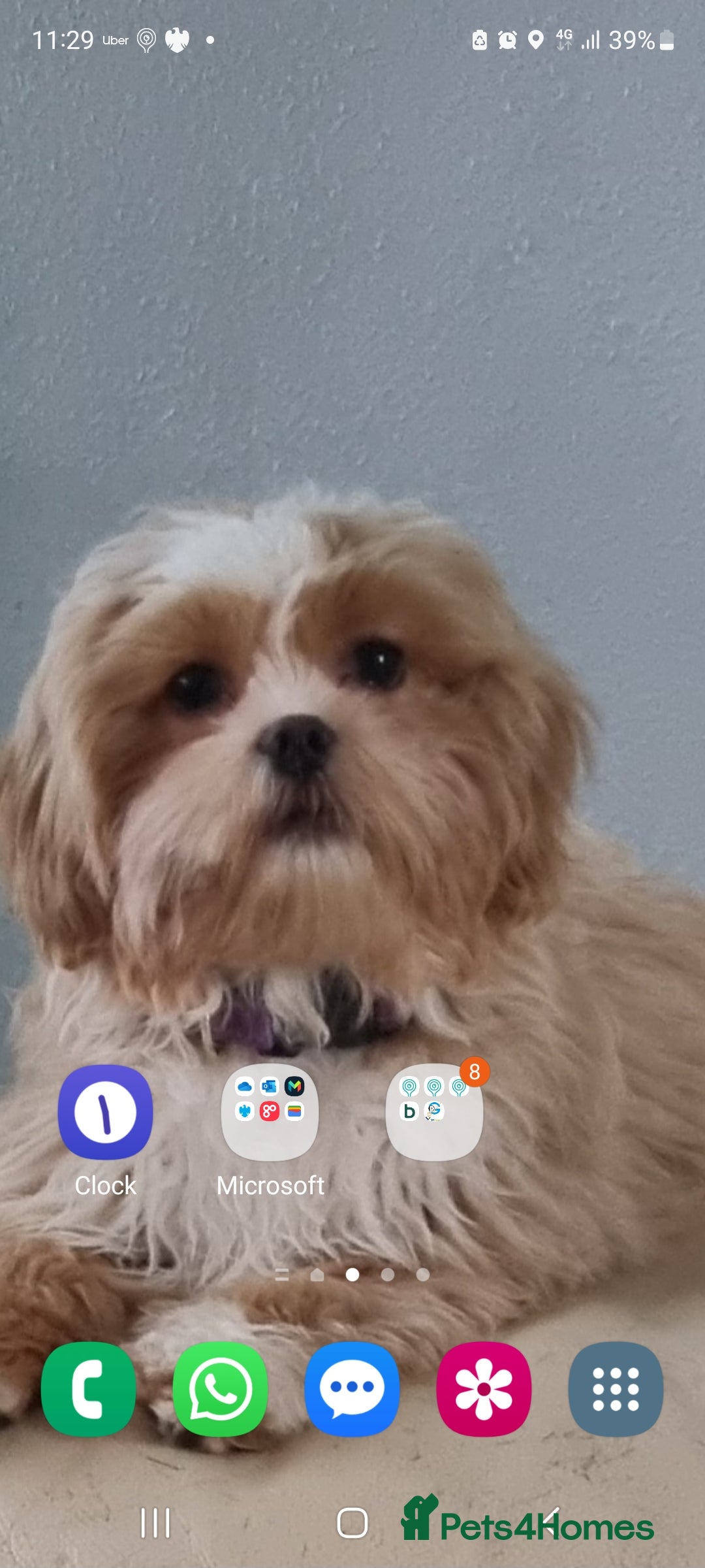 Shih Tzu dogs for sale: Roxy is 2 great with cats and dogs and kids.  - Advert 1