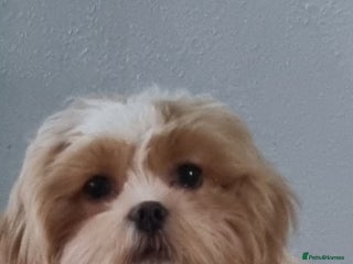 Shih Tzu dogs Roxy is 2 great with cats and dogs and kids. - Advert 1