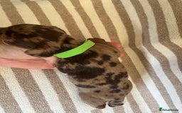 Miniature Dachshund dogs for sale: Beautiful Miniature dachshunds🐶🤎 - Advert 13