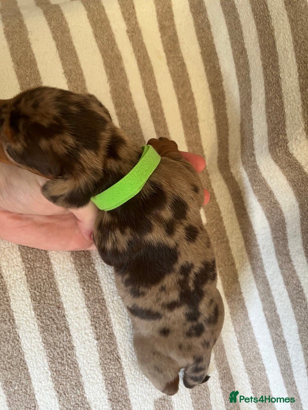Miniature Dachshund dogs for sale: Beautiful Miniature dachshunds🐶🤎 - Advert 13