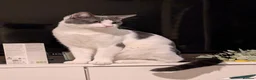Domestic Shorthair cats for sale: My baby's  - Advert 4
