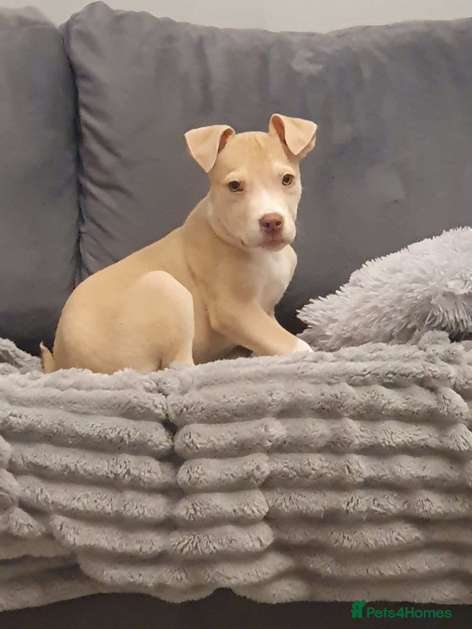 American Bulldog dogs Puppy’s  - Advert 5