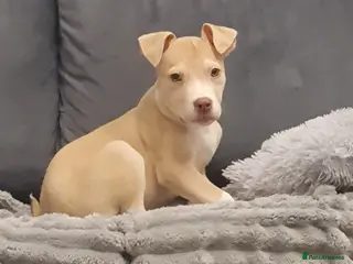 American Bulldog dogs Puppy’s - Advert 12