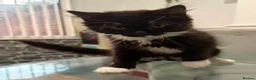 British Shorthair cats for adoption: 💔 RESCUE CRISIS KITTENS 💔 - Advert 5