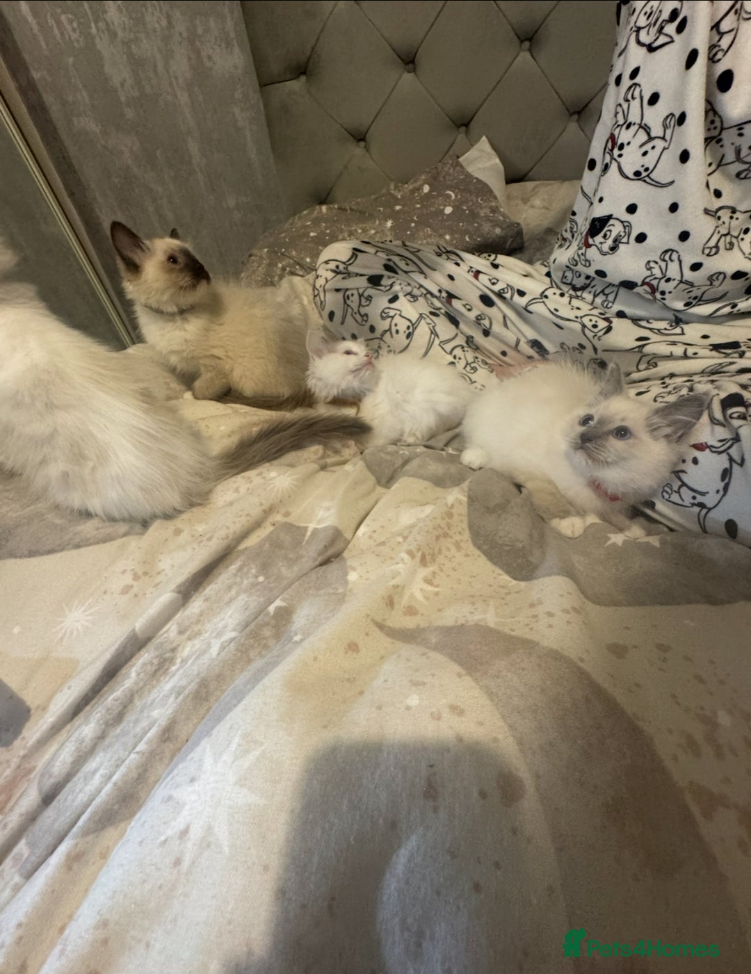 Ragdoll cats for sale: 5 ragdoll kittens GCCF  - Image 8