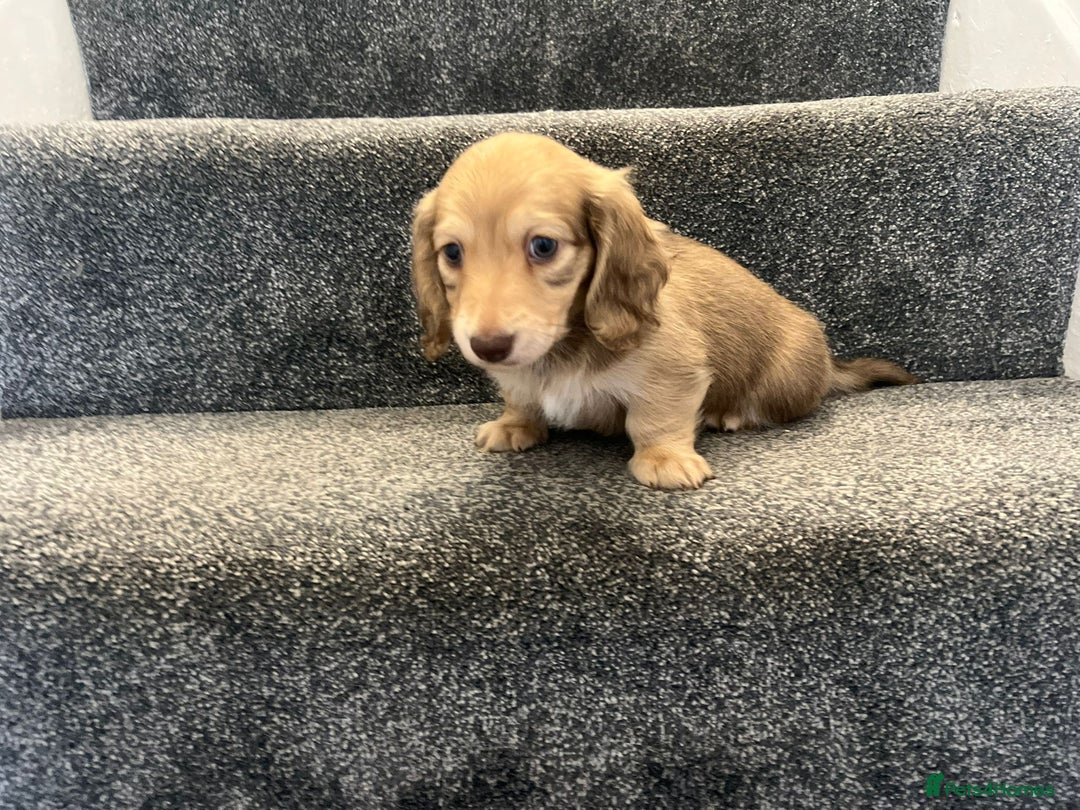 Miniature Dachshund dogs for sale: READY NOW Cream Longhair miniature dachshunds  - Image 4