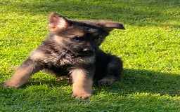 German Shepherd dogs for sale: Chunky Farm bred GSD pups ready now. - Image 22