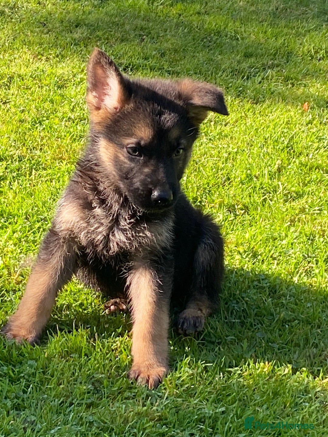 German Shepherd dogs for sale: Chunky Farm bred GSD pups ready now. - Image 22