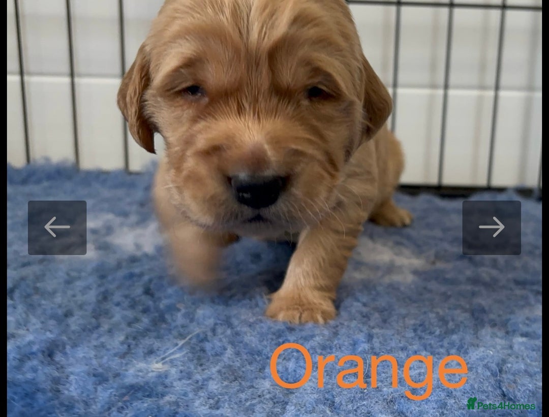 Golden Retriever dogs for sale: KC DNA tested gorgeous golden retriever puppies  - Advert 14