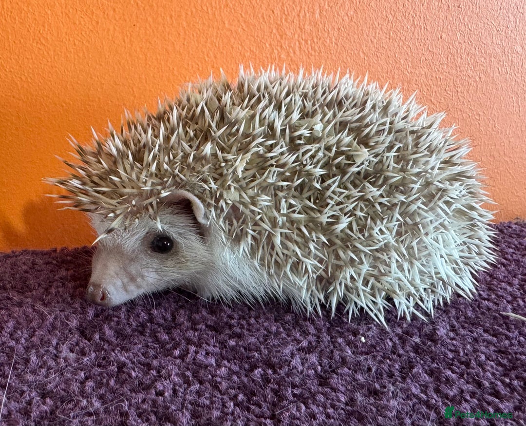 Pygmy Hedgehog rodents for sale: Pretty baby African Pygmy hedgehogs for sale - Advert 4