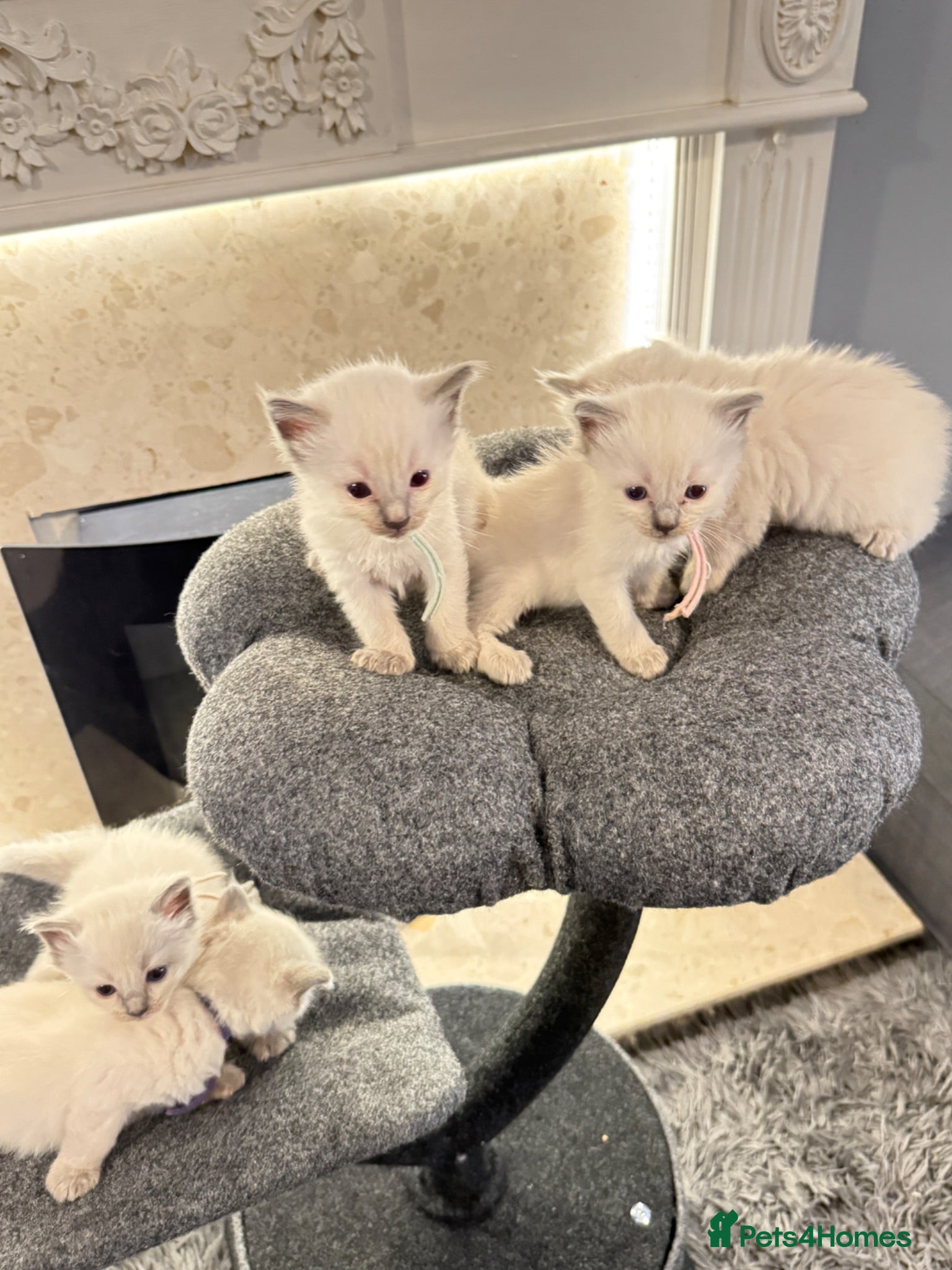 Ragdoll cats *** 5 Pure Ragdoll Kittens for Sale*** - Advert 1