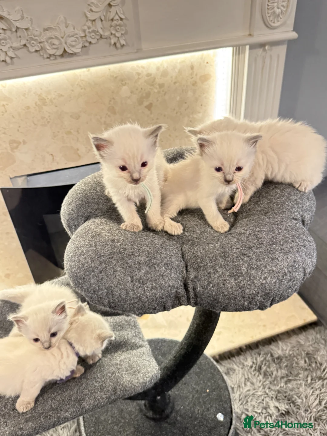 Ragdoll cats for sale: *** 5 Pure Ragdoll Kittens for Sale*** - Advert 1