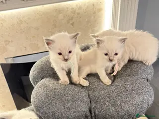 Ragdoll cats *** 5 Pure Ragdoll Kittens for Sale*** - Advert 7