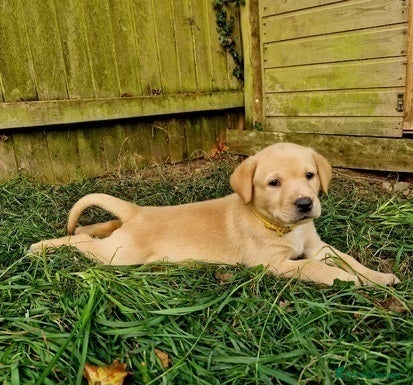 Labrador Retriever dogs for sale: beautiful Labrador retriever girl - Advert 1