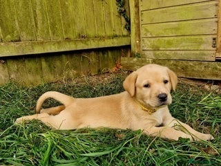 Labrador Retriever dogs for sale: beautiful Labrador retriever girl - Advert 1