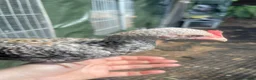 Chickens poultry for sale: 2 Modern game bantam cockerels  - Advert 4
