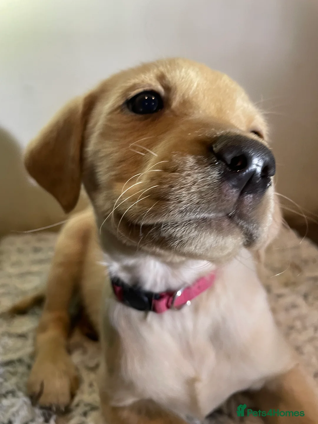 Labrador Retriever dogs for sale: All Reduced to £850 Ready to go now only 1 left - Advert 12