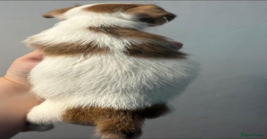 Jack Russell dogs - Advert 2