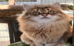 Siberian cats for sale: 🌟🌟Handsome TICA Reg Siberian Boy🌟🌟 - Image 2