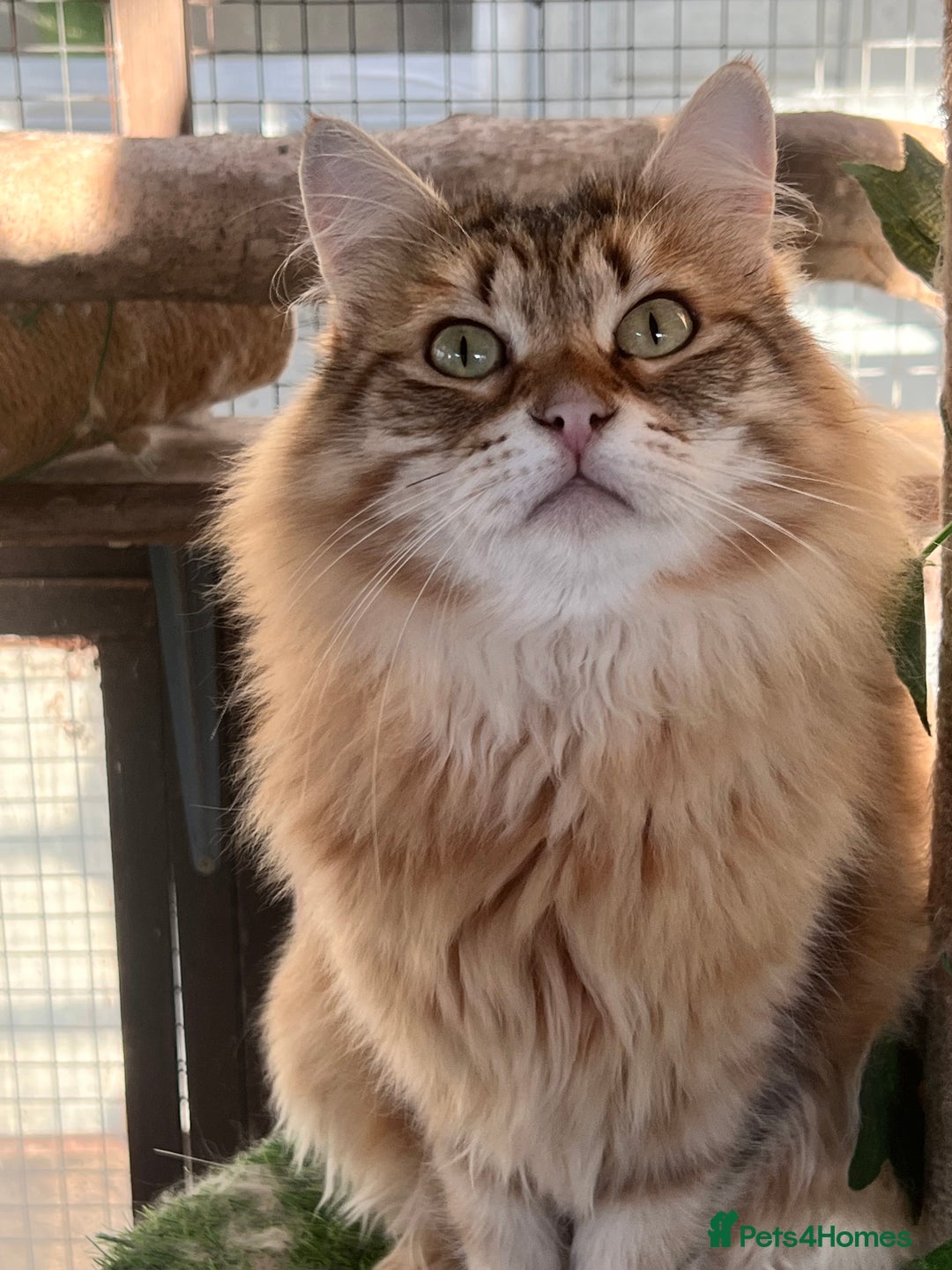 Siberian cats for sale: 🌟🌟Handsome TICA Reg Siberian Boy🌟🌟 - Image 2