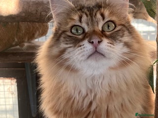 Siberian cats - Advert 1