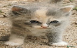 Siberian cats for sale: Registered, Unique Siberian kittens  - Image 9
