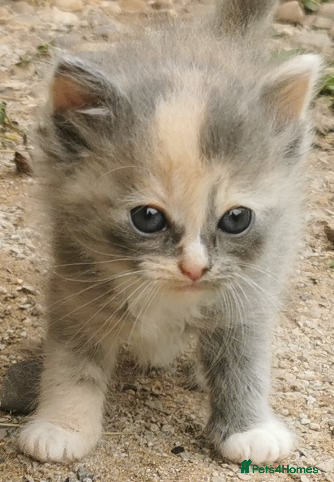 Siberian cats for sale: Registered, Unique Siberian kittens  - Image 9