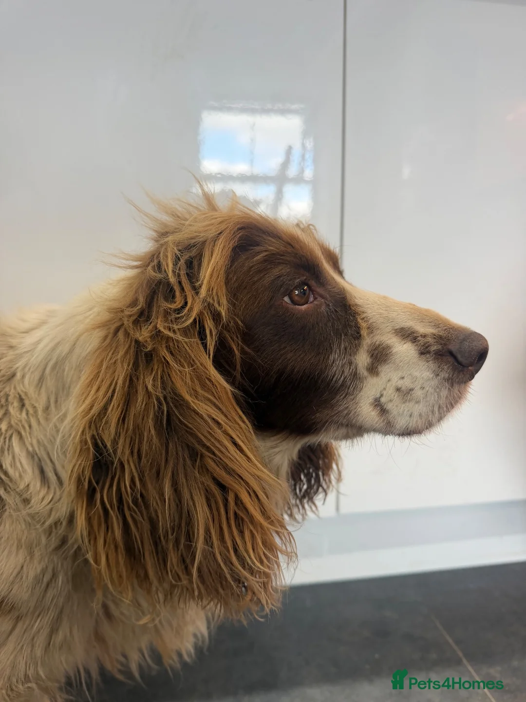 Cocker Spaniel dogs for adoption: Barney - Advert 2