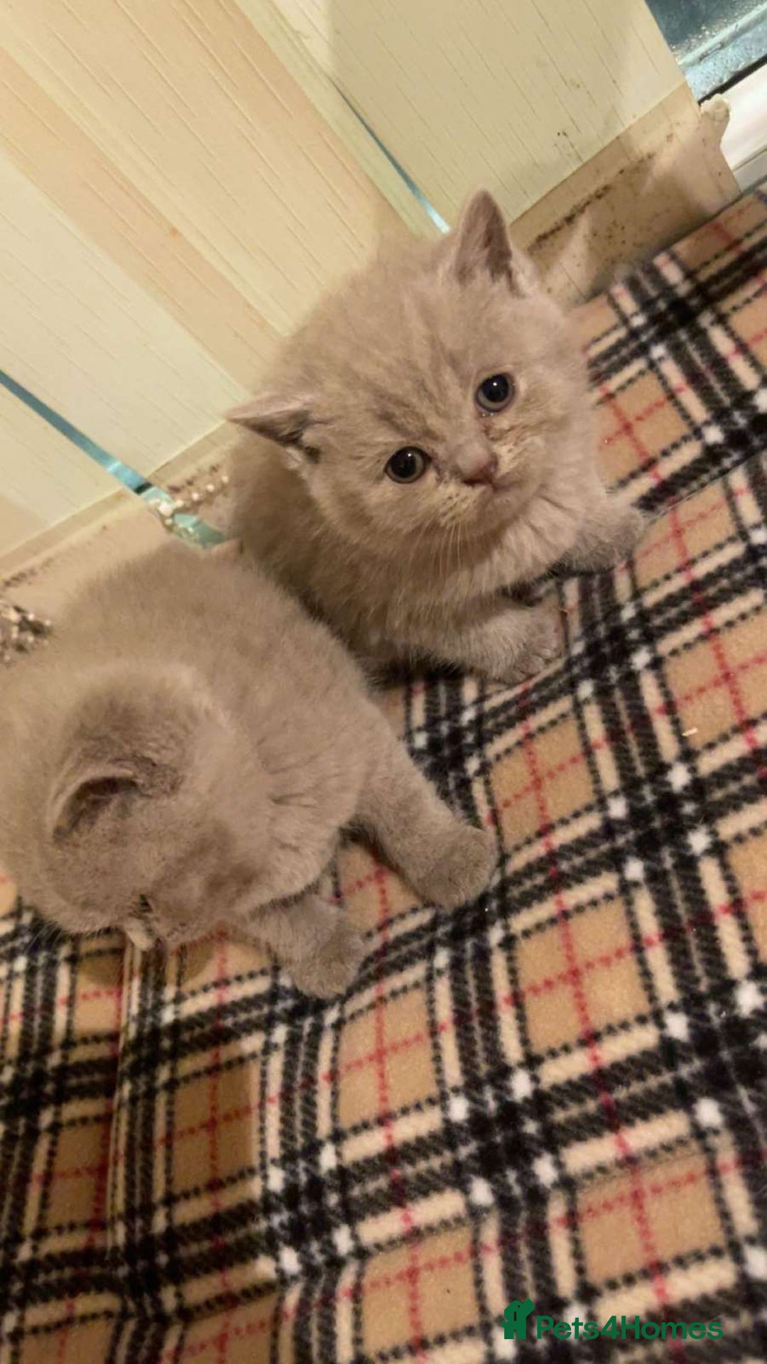 British Shorthair cats for sale: British Shorthair Kittens for Sale - Advert 9
